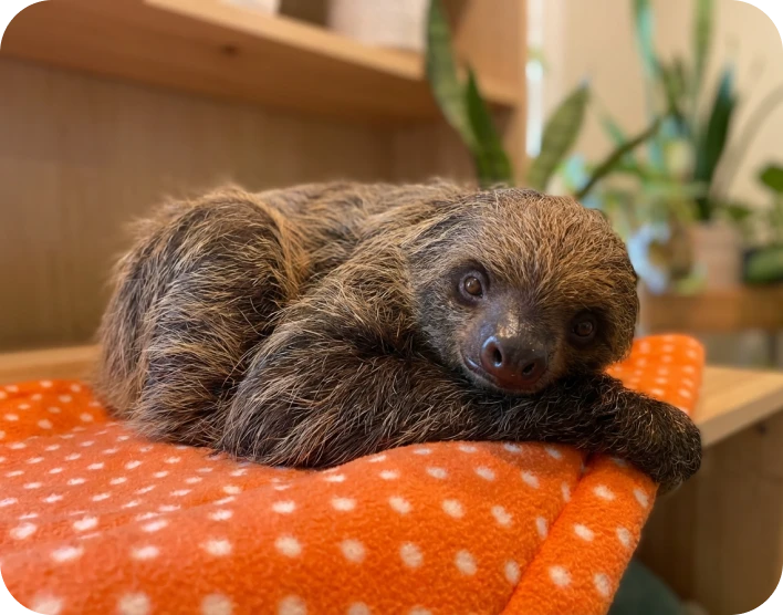 Orlando Sloth Exhibit Attractions